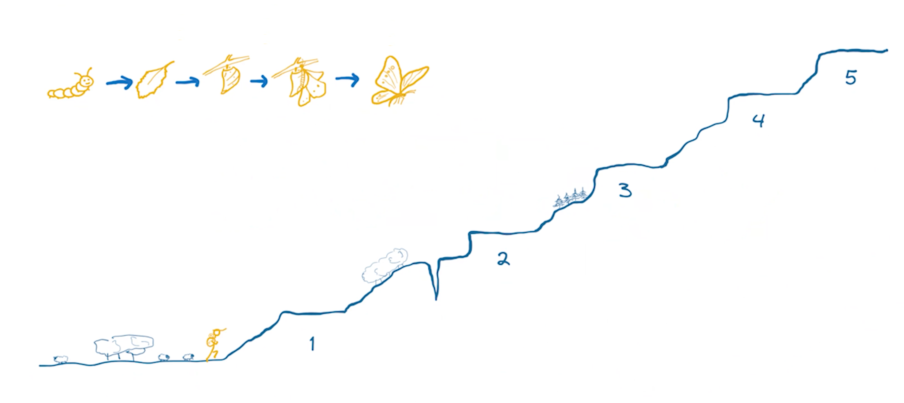 programme le papillon Morpho Menelaus Adela Ciurea